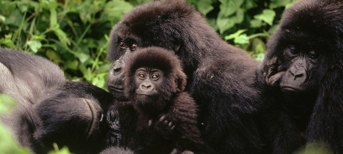 Ärtze röntgen Gorillas im tiefsten Dschungel