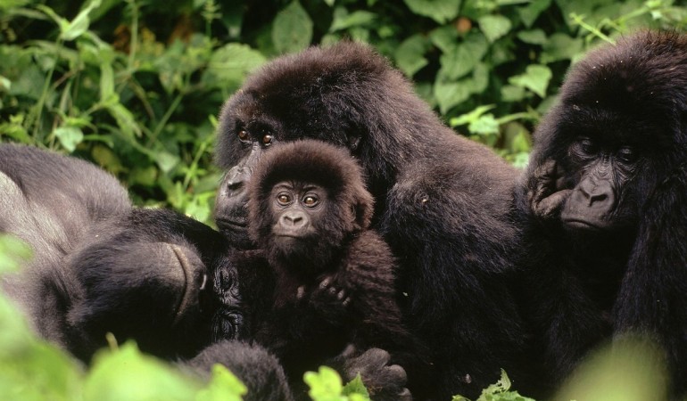 Ärtze röntgen Gorillas im tiefsten Dschungel