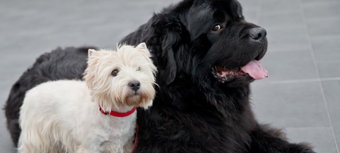 Hunde tauschen über ihren Durf Informationen aus. Sie stammen von den Wölfen ab – und die leben in Rudeln. Es ist daher wichtig, dass die Tiere Informationen richtig verstehen. (Fotos: Thinkstock dpa)