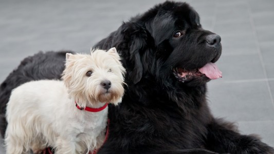Hunde tauschen über ihren Durf Informationen aus. Sie stammen von den Wölfen ab – und die leben in Rudeln. Es ist daher wichtig, dass die Tiere Informationen richtig verstehen. (Fotos: Thinkstock dpa)