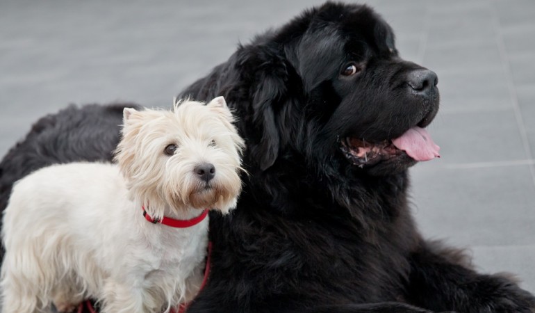 Hunde tauschen über ihren Durf Informationen aus. Sie stammen von den Wölfen ab – und die leben in Rudeln. Es ist daher wichtig, dass die Tiere Informationen richtig verstehen. (Fotos: Thinkstock dpa)