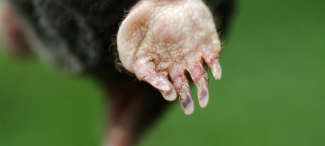 Bitte keine Fotos! Maulwürfe sieht man nicht so häufig. Sie sind perfekt an das Leben unter der Erde angepasst. (Foto: dpa)