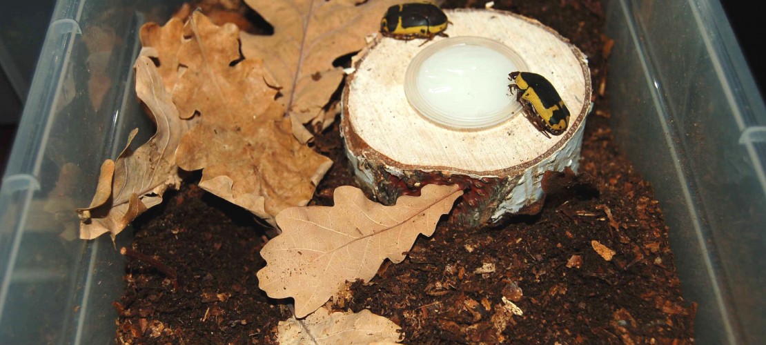 Rosenkäfer sind leicht zu Hause zu halten. (Fotos: Martin Höhle)