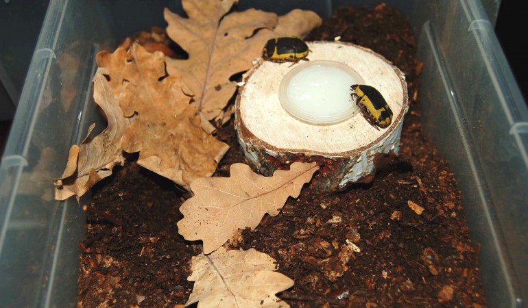 Rosenkäfer sind leicht zu Hause zu halten. (Fotos: Martin Höhle)