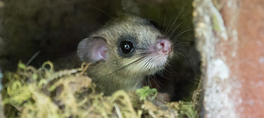 Beim NABU Naturschutzbund in Leverkusen finden Siebenschläfer ein Zuhause in Nistkästen. (Foto: NABU)
