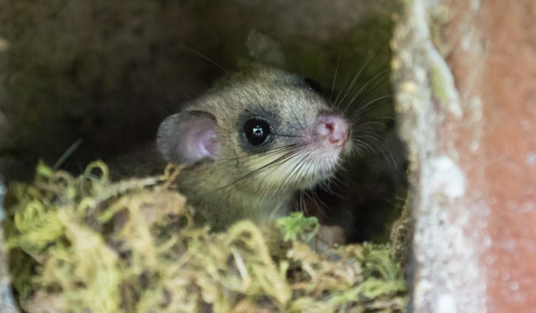 Beim NABU Naturschutzbund in Leverkusen finden Siebenschläfer ein Zuhause in Nistkästen. (Foto: NABU)