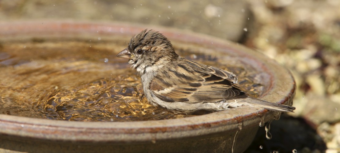 Von wegen dreckig - Spatzen baden total gerne. (Foto: dpa)