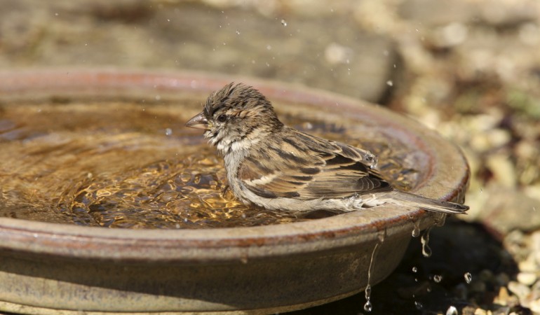 Von wegen dreckig - Spatzen baden total gerne. (Foto: dpa)