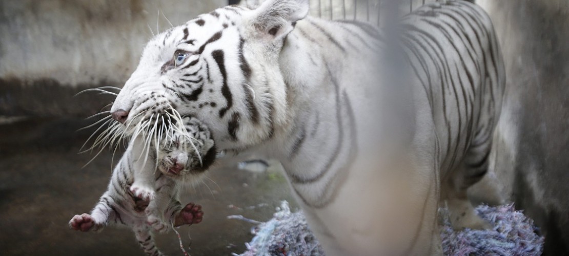 So tragen Tigermuttis ihre Kinder. (Foto: dpa)