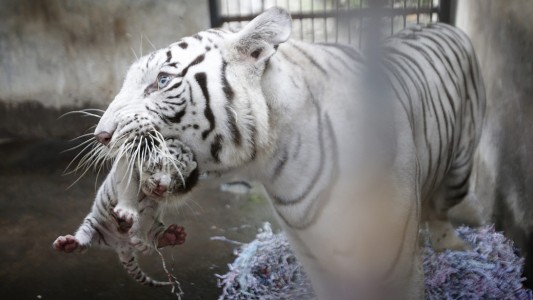 So tragen Tigermuttis ihre Kinder. (Foto: dpa)