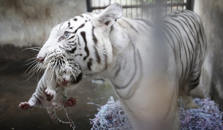 So tragen Tigermuttis ihre Kinder. (Foto: dpa)
