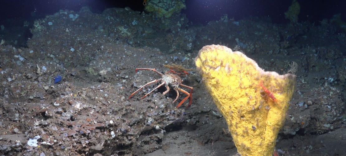 Den Riesenkalmar zu filmen, das ist ein Ziel der Forscher Kirsten und Joachim Jakobsen. Doch im Meer leben noch andere Tiere, die noch unentdeckt sind. Diese Fische oder Korallen filmt Kirsten Jakobsen. Dazu schreibt sie Informationen auf. Zum Beispiel welches Tier wo herumschwimmt. Diese Daten sind interessant für andere Forscher. Außerdem soll dazu ein Buch oder ein Film erscheinen. (Foto: dpa)