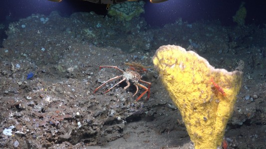 Den Riesenkalmar zu filmen, das ist ein Ziel der Forscher Kirsten und Joachim Jakobsen. Doch im Meer leben noch andere Tiere, die noch unentdeckt sind. Diese Fische oder Korallen filmt Kirsten Jakobsen. Dazu schreibt sie Informationen auf. Zum Beispiel welches Tier wo herumschwimmt. Diese Daten sind interessant für andere Forscher. Außerdem soll dazu ein Buch oder ein Film erscheinen. (Foto: dpa)