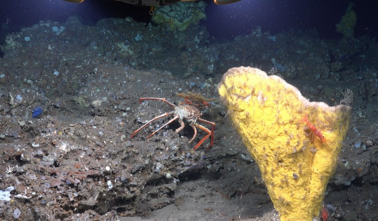 Den Riesenkalmar zu filmen, das ist ein Ziel der Forscher Kirsten und Joachim Jakobsen. Doch im Meer leben noch andere Tiere, die noch unentdeckt sind. Diese Fische oder Korallen filmt Kirsten Jakobsen. Dazu schreibt sie Informationen auf. Zum Beispiel welches Tier wo herumschwimmt. Diese Daten sind interessant für andere Forscher. Außerdem soll dazu ein Buch oder ein Film erscheinen. (Foto: dpa)