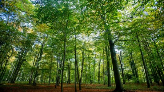 Geheimwissen über Bäume