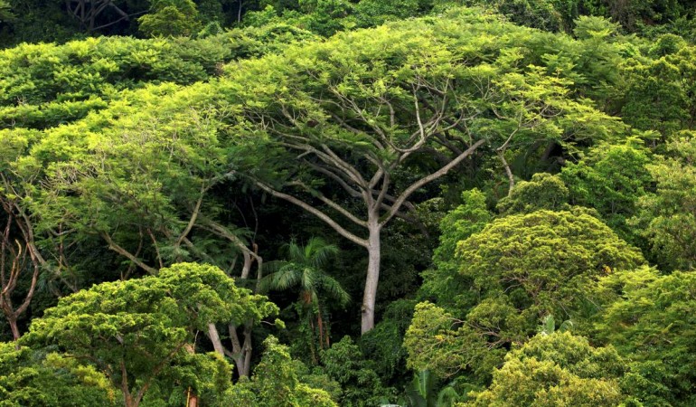 Wie viele Bäume gibt es auf der Welt?