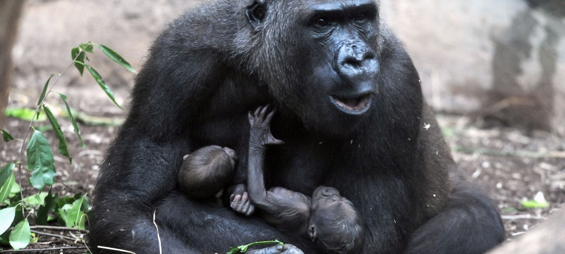 Schützend hält Gorilla-Weibchen Dian ihre beiden Babys im Arm. (Foto: dpa)