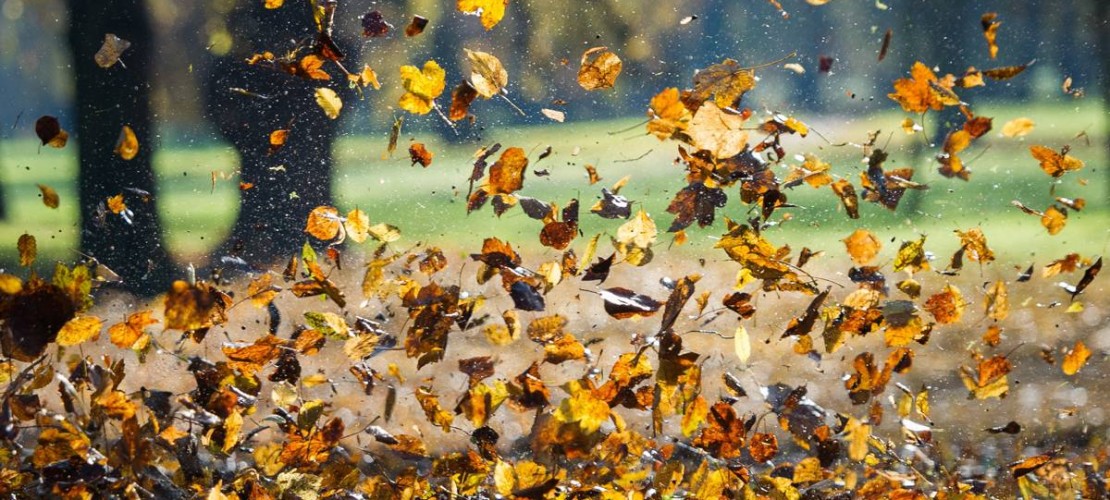 Mit Blättern benötigt der Baum mehr Wasser als ohne. Deswegen muss er die Blätter am Ende des Herbstes loswerden. (Foto: dpa)