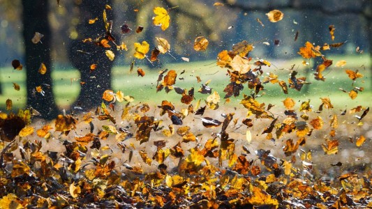Mit Blättern benötigt der Baum mehr Wasser als ohne. Deswegen muss er die Blätter am Ende des Herbstes loswerden. (Foto: dpa)