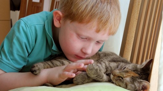 Eine Katze als Haustier – Darauf musst du achten