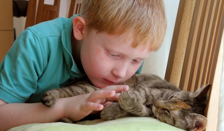 Eine Katze als Haustier – Darauf musst du achten