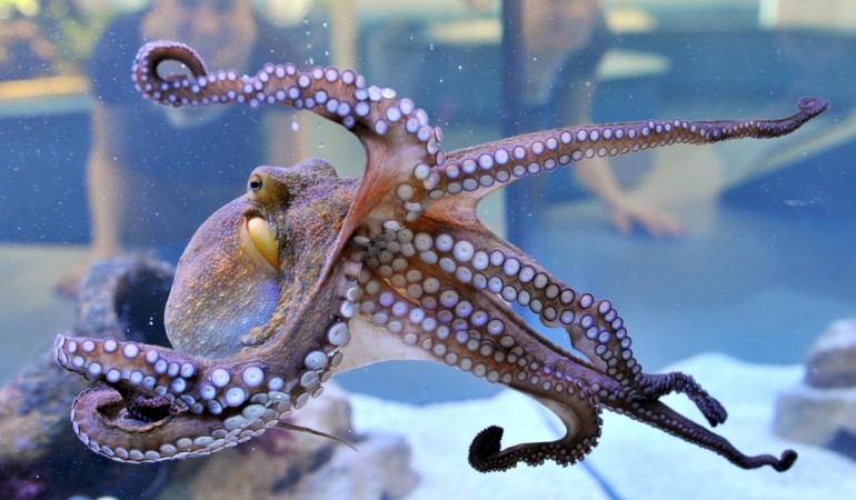 Der Oktopus: Ein Tier aus der Tiefe des Meeres