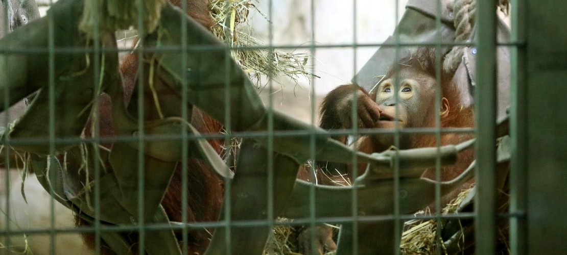Orang-Utan: Warum musste Nieas sterben?