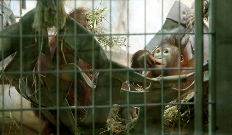 Orang-Utan: Warum musste Nieas sterben?
