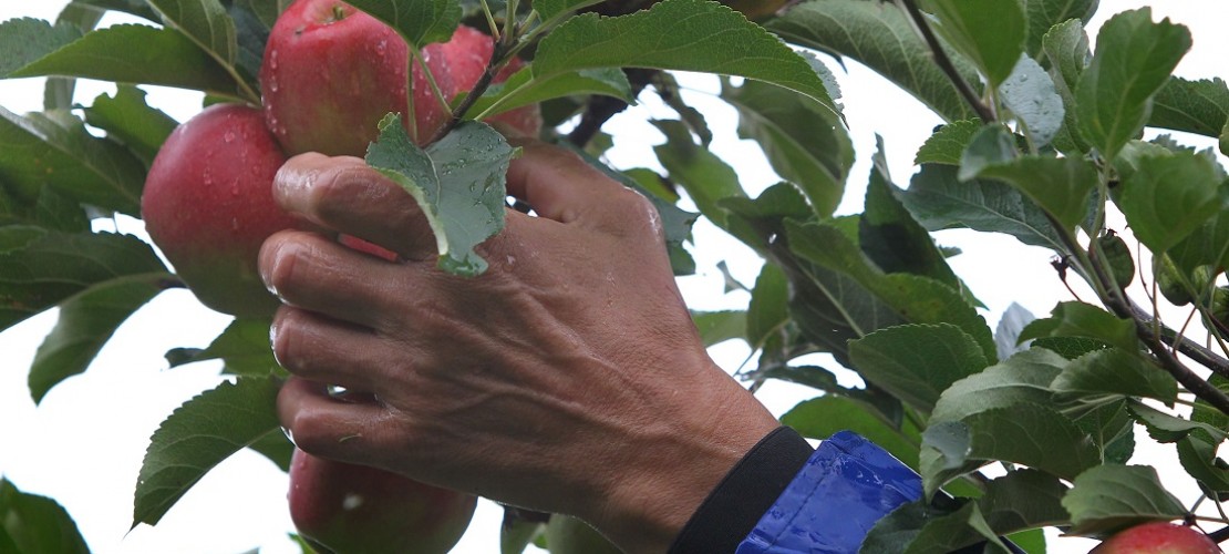 Der Apfel ist das beliebteste Obst der Deutschen. (Foto: dpa)