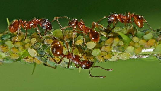 Ameisen machen sich über Blattläuse her und melken sie. (Foto: dpa)