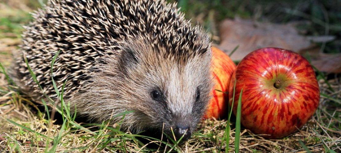 Wie weit können Igel laufen?