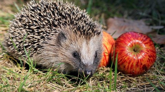 Zeit der Kürbisse, Pilze und Igel