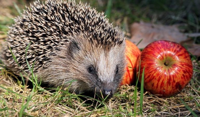 Wie weit können Igel laufen?