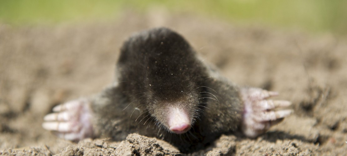 Welche Tiere sind die größten Schlafmützen?