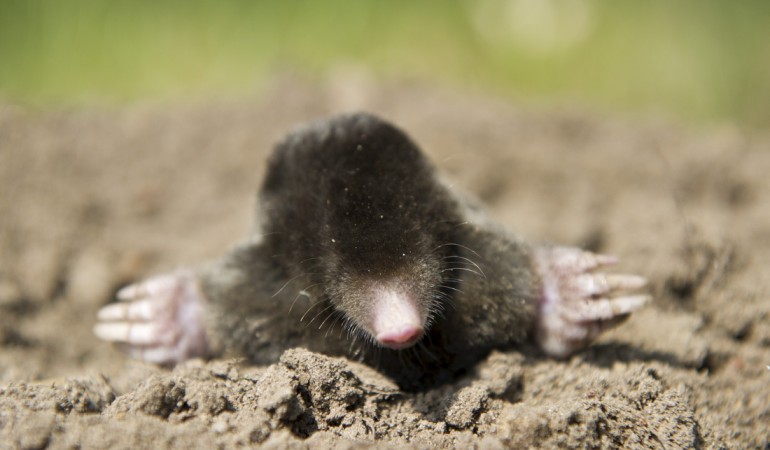 Welche Tiere sind die größten Schlafmützen?