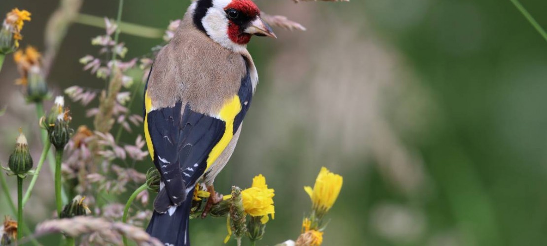 Leider flattern in Deutschland immer weniger Stiglitze herum. (Foto: NABU/F. Derer)