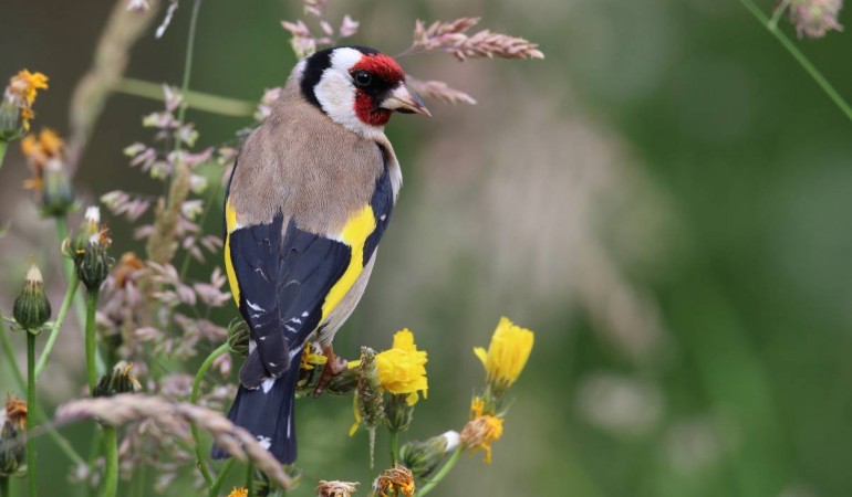 Leider flattern in Deutschland immer weniger Stiglitze herum. (Foto: NABU/F. Derer)