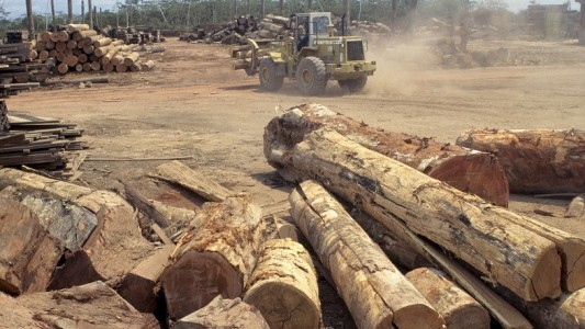 Viele Menschen sind darüber besorgt, dass so viel Regenwald abgeholzt wird. (Foto: dpa)
