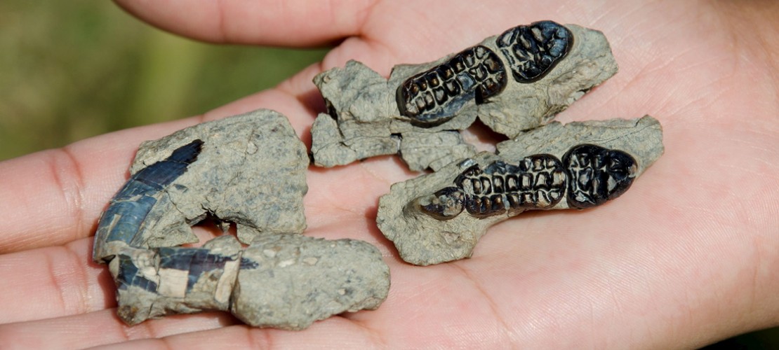 Überreste von Tieren, die vor mindestens 10.000 Jahren gelebt haben, nennt man Fossilien. Hier zum Beispiel die Zähne eines Säugetiers, das es heute gar nicht mehr gibt. Forscher vermuten aber, dass es wie ein Biber aussah. (Foto: dpa)