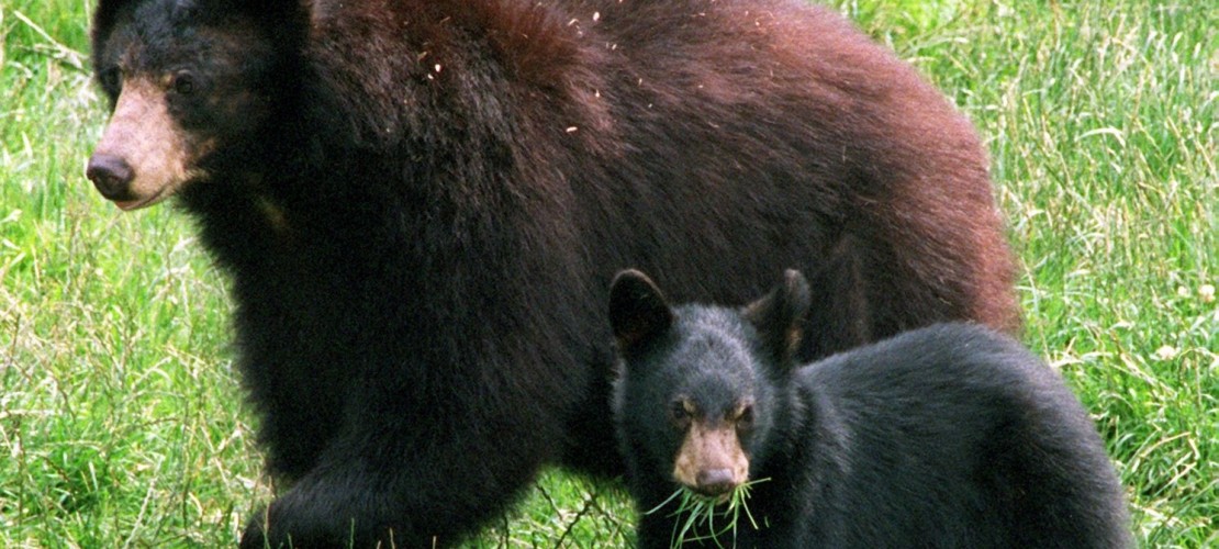 Braunbären leben vor allem in Wäldern, aber auch in den weiten Graslandschaften hoch im Norden. (Foto: dpa)