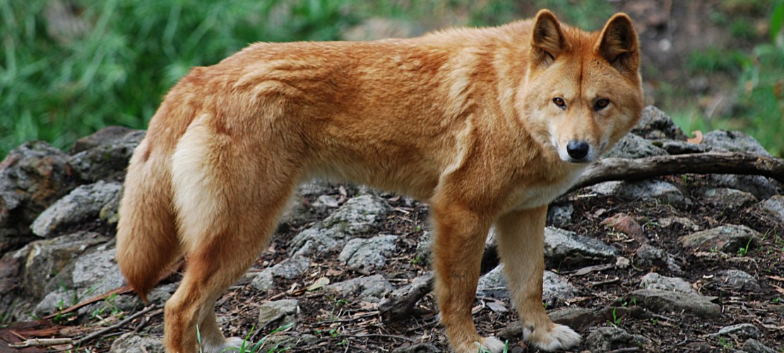 Dingos sind die Wölfe Australiens. (Foto: „Canis lupus dingo - cleland wildlife park“ von Peripitus - Eigenes Werk. Lizenziert unter CC BY-SA 3.0 über Wikimedia Commons - https://commons.wikimedia.org/wiki/File:Canis_lupus_dingo_-_cleland_wildlife_park.JPG#/media/File:Canis_lupus_dingo_-_cleland_wildlife_park.JPG)