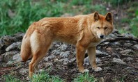 Dingos sind die Wölfe Australiens. (Foto: „Canis lupus dingo - cleland wildlife park“ von Peripitus - Eigenes Werk. Lizenziert unter CC BY-SA 3.0 über Wikimedia Commons - https://commons.wikimedia.org/wiki/File:Canis_lupus_dingo_-_cleland_wildlife_park.JPG#/media/File:Canis_lupus_dingo_-_cleland_wildlife_park.JPG)