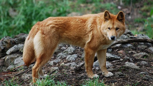 Dingos sind die Wölfe Australiens. (Foto: „Canis lupus dingo - cleland wildlife park“ von Peripitus - Eigenes Werk. Lizenziert unter CC BY-SA 3.0 über Wikimedia Commons - https://commons.wikimedia.org/wiki/File:Canis_lupus_dingo_-_cleland_wildlife_park.JPG#/media/File:Canis_lupus_dingo_-_cleland_wildlife_park.JPG)