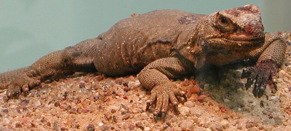 Chickwallas mögen es trocken und heiß. Sie leben in Wüstengebiet in Amerika. (Foto: Wikimedia Commons)
