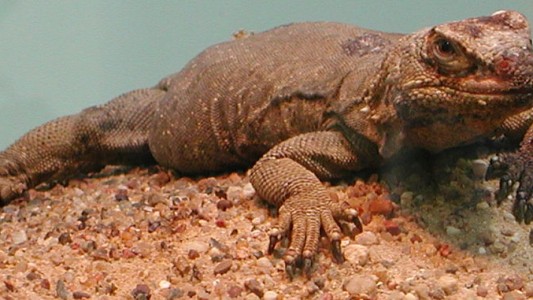 Chickwallas mögen es trocken und heiß. Sie leben in Wüstengebiet in Amerika. (Foto: Wikimedia Commons)