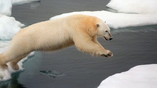 Der Klimawandel sorgt dafür, dass den Eisbären der Boden unter den Füßen wegschmilzt. (Foto: dpa)