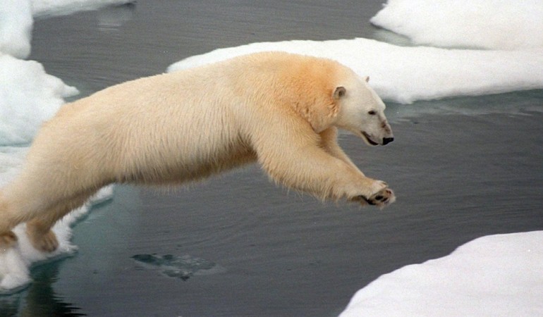 Der Klimawandel sorgt dafür, dass den Eisbären der Boden unter den Füßen wegschmilzt. (Foto: dpa)