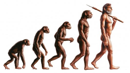 Der aufrechte Gang war wichtig, um zu überleben. (Foto: Fotolia)