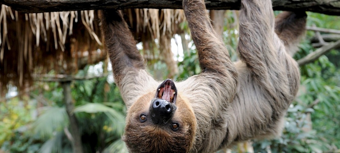 Faultiere führen ein Leben in Zeitlupe