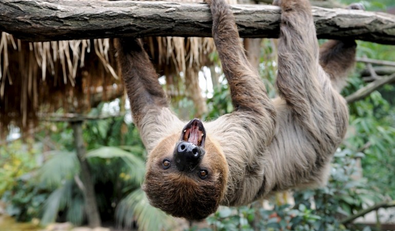 Faultiere führen ein Leben in Zeitlupe